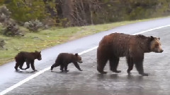 音乐短片 - Grizzly Bear #610 And Yearling Cubs