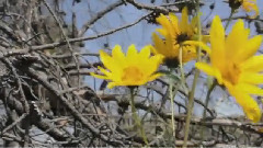 音乐短片 - Yellowstone National Park August 2013