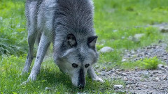 音乐短片 - Wildlife Ranger For A Day