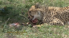 音乐短片 - CHEETAH SUCCESS