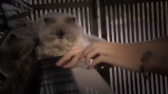 音乐短片 - Studio MK27 Toblerone House Through The Cat's Eyes