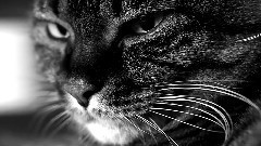 音乐短片 - Cat's Eyes