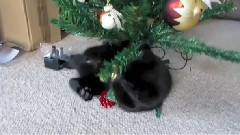 音乐短片 - 我们的猫,我们的圣诞树