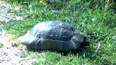 音乐短片 - Mother Land