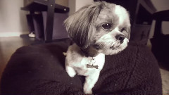 音乐短片 - Wrigley Wayne