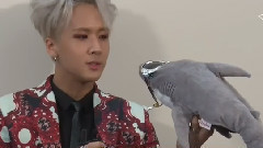 VIXX - ShowChampion VIXX LR Comeback
