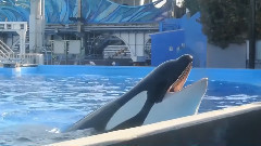 音乐短片 - Black Orca Whale Song - Slave To Sea World