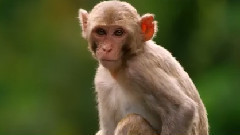 音乐短片 - 野生生物