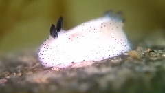 音乐短片 - Bunny Of The Sea