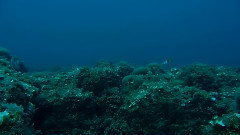 音乐短片 - Marenostrum