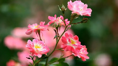 音乐短片 - Erev Shel Shoshanim