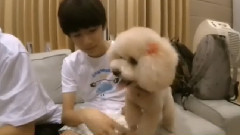 TFBOYS - 面对同一只狗狗
