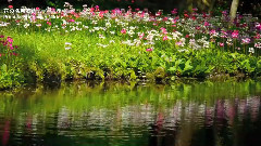 音乐短片 - 绿野仙踪