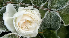 音乐短片 - Meygrafs - White Roses(First Love)