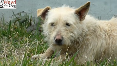 音乐短片 - Scared Homeless Dog Has The Rescue Of A Lifetime