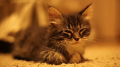 音乐短片 - A Little Piece Of Happiness Zeiss Planar