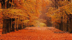 音乐短片 - 秋天的悲伤