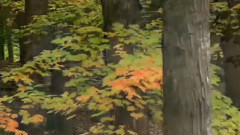 音乐短片 - Autumn Colours and Relaxing Music