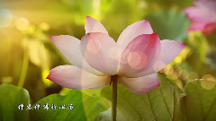 华语群星 - 莲