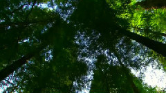 音乐短片 - Meditation 沉思曲