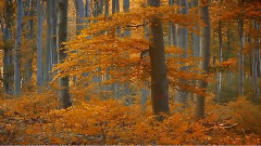 音乐短片,Giovanni Marradi - Autumn Leaves