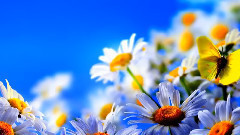 音乐短片 - 夏天的魅力