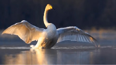 音乐短片 - SONG TO THE MOON