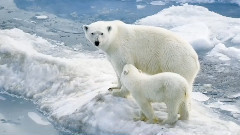 音乐短片 - 平安夜