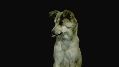 音乐短片 - 慢镜头下的狗狗