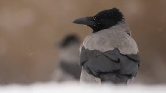 音乐短片 - 匈牙利小昆沙国际公园