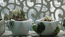 林德信 - 新婚快乐