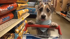 Jesse The Dog Goes Shopping