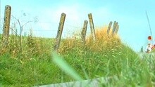 Plankgas En Plastronneke