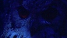 Moonlight Shadow