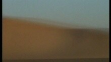 斯汀 - Desert Rose