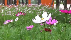 风景,轻音乐,音乐短片 - 如今世博知多少 坠落天使当代馆