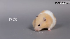 影视原声 - 100 Years of Hamster Beauty in 60 Seconds