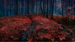 音乐短片 - Romanze Aus 'Die Perlenfischer'