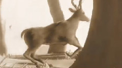 音乐短片 - Hifi 3d Reel