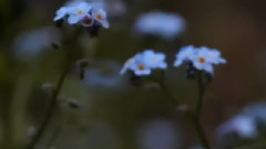 音乐短片 - Romance From The Snow Storm