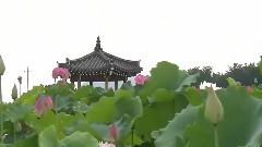 音乐短片 - 莲花