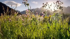 音乐短片 - 晨光熹微