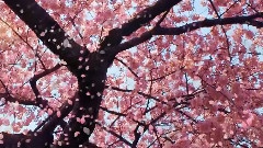 The Piano Guys,Taylor Swift,Coldplay - Love Story Meets Viva La Vida