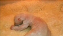 Knut geht's gut