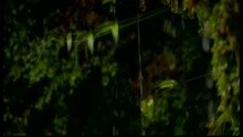刀郎 - 雨中飘荡的回忆