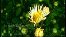 刀郎 - 萨拉姆毛主席