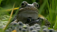 音乐短片 - 夜的精灵