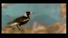 Powderfinger - Living Type