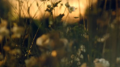 音乐短片 - PerrierJouët - Champagne An Alluring Journey Into Enchant