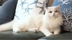 姜敏赫(CNBLUE),CNBLUE - <我独自生活> E122 MHCut